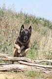 MALINOIS 219